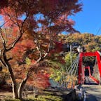 群馬県/湯元華亭

昨年家族と一緒に参加した、はとバスツアーで立ち寄りました。

老神温泉、日帰りの名湯。
片品渓谷沿いに立つこちらの温泉は、京都の庭師が作った日本庭園の中に露天風呂があり、湯船からの景色も素晴らしく、とても気持ちの良い温泉でした♨️

温泉を出てすぐのところに掛かる赤い橋からの眺めは、ダイナミックな渓谷と山肌の美しい紅葉を真近に感じることができ最高でした👍

#puku2'22
#puku2"11
#puku2伊東から関東地方を巡る旅'22.11
#群馬#温泉#紅葉
