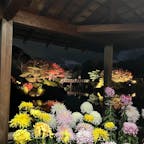 大仙公園

日本庭園の期間限定ライトアップ。
菊と紅葉が映えます。
2023.11.19
