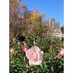 大阪府/中之島公園

「バラ園」

良い香りのバラに目でも鼻でも癒されてます🌹

訪れるのが遅かったかも⁈と思っていましたが、バラの種類も豊富なためか、蕾のある物もまだまだたくさんありました🥰


#puku2'23
#puku2"11
#花#公園#大阪