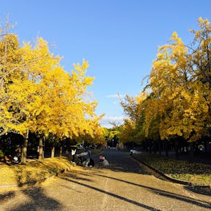 大泉緑地

堺市の公園、広い敷地でウォーキングにきました。中には大きい池があります。