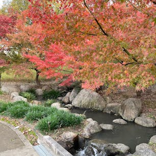 大泉緑地

かきつばた園
園内でも紅葉が見れる風情がある場所。
