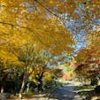 大阪　枚方市
山田池公園

もみじ谷
黄色や赤の色鮮やかなもみじ
でした。