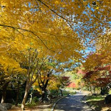 大阪　枚方市
山田池公園

もみじ谷
黄色や赤の色鮮やかなもみじ
でした。