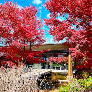 宇治市源氏物語ミュージアム

ここの紅葉は特に素晴らしく綺麗でした。
ミュージアムでは浮舟という人形での映像作品を観ました。
2023.11.26