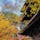 滋賀　金剛輪寺
湖東三山の一つ　　

三重塔
まわりの紅葉が絶景