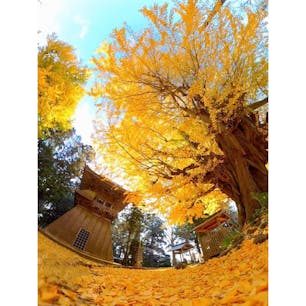 茨城県行方市にある、西蓮寺の大イチョウ✨

一号・二号とあり、どちらも樹齢千年以上とのこと🤩

晩秋になると境内を黄金色に染め、圧巻の光景です✨