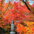 京都　永観堂禅林寺
紅葉の永観堂と呼ばれています。
本当に見事です🍁🍁🍁

日本に京都があってよかった。
2023_11_30撮影