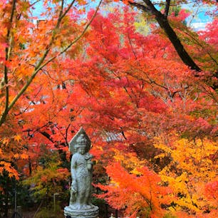 京都　永観堂禅林寺
紅葉の永観堂と呼ばれています。
本当に見事です🍁🍁🍁

日本に京都があってよかった。
2023_11_30撮影