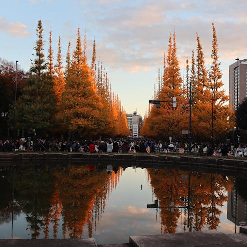 明治神宮外苑いちょう並木