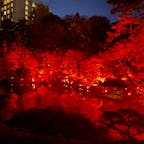 八芳園

#紅葉のライトアップ#東京