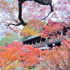 東福寺

通天橋拝観①
凄い綺麗。
2023.12.3