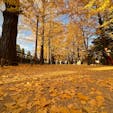 先週末の、東京都立川市にある昭和記念公園。

紅葉が綺麗でした！

アート作品なども点在していて、楽しめました。

#昭和記念公園
#紅葉
