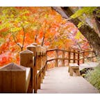 茨城県土浦市の人気の里山、朝日峠ハイキングコースのもみじ谷🍁

今年も紅葉が見ごろを迎えましたー😆✨

特にもみじ谷に架かる橋周辺の紅葉が美しく、多くのハイカーが足を止めて記念撮影を楽しんでいました🥰

見ごろのピークは今週いっぱいかと思います！

老若男女が気軽に歩けるハイキングコースなので、ぜひこの機会に訪れてみて下さいね✨
