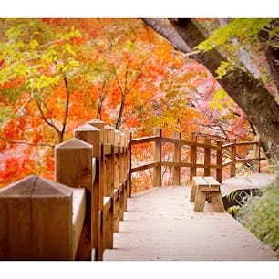 茨城県土浦市の人気の里山、朝日峠ハイキングコースのもみじ谷🍁

今年も紅葉が見ごろを迎えましたー😆✨

特にもみじ谷に架かる橋周辺の紅葉が美しく、多くのハイカーが足を止めて記念撮影を楽しんでいました🥰

見ごろのピークは今週いっぱいかと思います！

老若男女が気軽に歩けるハイキングコースなので、ぜひこの機会に訪れてみて下さいね✨