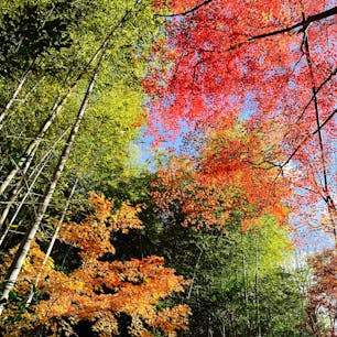 京都
嵯峨野
外国の方で大賑わいでした。