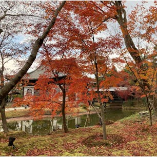 京都府/鷲峰山　高台寺

1606（慶長11）年豊臣秀吉の正室、ねね（北政所）が秀吉の菩提を弔うために創建。

素敵な蓬莱式庭園があります。しばらく眺めていると気持ちがすっきりと穏やかになりました☺️

最後の写真は高台寺と圓徳院の間にある「台所門」。
赤・黄・緑の紅葉が合わさって、とても美しかったです。


#puku2'23
#puku2"12
#puku2そうだ!京都へ行こうの旅'23 
#京都#高台寺#神社仏閣#紅葉