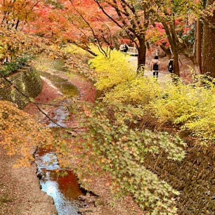 京都
北野天満宮
この日献茶祭が開催されており、多くの茶人がこの景色の中、素敵なお着物姿で散策されていました。