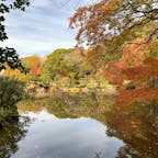 大阪市　天王寺公園内　慶沢園（けいたくえん）

久しぶりに、慶沢園を散策してみました。商業施設や高層マンションが立ち並ぶ天王寺エリアですが、ここは緑が多く、静かで落ち着きます。紅葉と、黄色いツワブキの花が楽しめました。