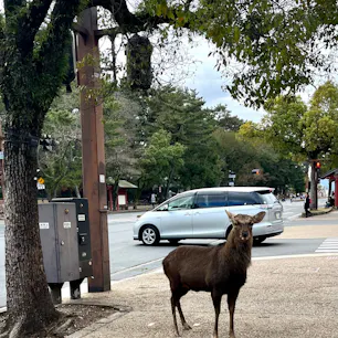 近鉄奈良駅から東大寺まで歩いていく途中、普通に歩道に鹿🦌がいるのは、やはりびっくりしますね。近寄って来る事はないから怖くはなかったです。紅葉は終わったけど観光客は多く、ほとんど外国人と修学旅行生だらけでした。
15分ほどで東大寺到着。大仏様の迫力が中々写真では伝わらないので是非行ってみて下さい👌🏻