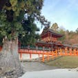 奈良県/春日大社

一之鳥居をくぐると長い参道が続きます。
しばらく歩くとニ之鳥居があり、表参道の先にある階段を上がると、ようやく御本殿（大宮）にお参りすることができました。

1枚目の写真、左手前の大杉は鎌倉時代の『春日権現験記』には幼木の姿で描かれているそうですが、樹齢1000年で目通り周囲7.94m、高さは20mにもなるとのことです。

特別参拝では重文の藤浪之屋で行われている万灯籠の再現を見ることができます。

とても美しい神社で「砂ずりの藤」をはじめたくさんの山藤も植っているので、花の咲く頃に再訪したいと思いました。

#puku2'23
#puku2"12
#puku2青春18きっぷ旅'23.12
#puku2三重から奈良への旅
#奈良#春日大社#神社仏閣