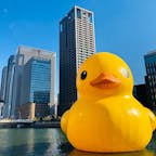大阪　中之島

ラバーダック
期間限定で現れる
超巨大なアヒル