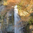 🏷️箕面大滝
正方形の写真しか選べなくて滝の全貌が映らず残念😢
11月末に訪れてまだ紅葉深まってなかった。
今年はほんとに暖冬やねえ。