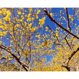 筑波山梅林の蝋梅が見ごろに✨

お花のいい香りが周辺に漂い、一足先に春気分🌸

紅梅も咲き出していて、散策しながら色々なお花や景色も楽しめます♪

散策後は梅林内にある「おもてなし館」で休憩がてらにホットドリンクやオリジナルドリンクを楽しむのもおすすめ☕️

梅まつり開催前にぜひ蝋梅も楽しんでみて下さいね☺️