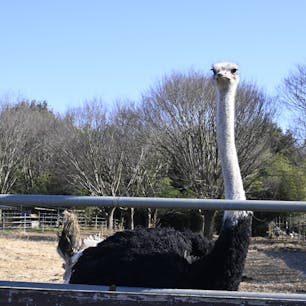 茨城県石岡市のダチョウ王国にフィジカル最強のダチョウと遊んでしました。

大きいのになにか可愛いダチョウ達🙂
餌やり体験をしている時に手をつつかれ血豆になりましたがとても楽しい場所でした！
また近くに行くときは寄っていこうと思います😊