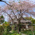 宇治市　恵心院

宇治川沿いの道から、少し坂道を登ったところにある、小さな寺院です。花の寺として知られているそうで、境内では、桜やモクレン、リキュウバイなどの花が見られました。人も少なく、静かでした。