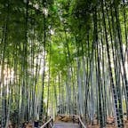 京都
高台寺

竹の小道が
ここにもありました。