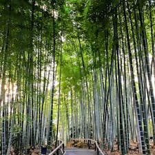 京都
高台寺

竹の小道が
ここにもありました。