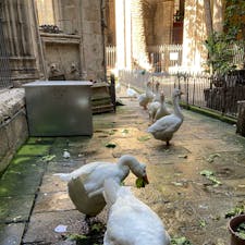 🇪🇸  スペイン・バルセロナ

『サンタ・エウラリア大聖堂（カテドラル）の13羽のガチョウ』

大聖堂の先にある回廊を歩いて行くと、ヤシの木やオレンジの木が植えられた中庭が見えてきます。
この中庭の池では13羽のガチョウたちが飼育されています。
「聖エウラリア」がかつてガチョウの世話をしていたこと、13の拷問を受け13歳で殉教したことに因んで13羽のガチョウが飼育されることになったと言われています。

（実際に13羽いたか確認できませんでした☺️）


#puku2'23
#puku2"07
#puku2🇪🇸バルセロナへの旅'23.7
#puku2サンタ・エウラリア大聖堂
#スペイン#バルセロナ#サンタ・エウラリア大聖堂#カテドラル