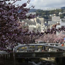 静岡県熱海市糸川遊歩道へ行ってきました。

熱海桜が満開でたくさんの人で賑わっていました。
冬に桜が見れる素敵な場所でした😆