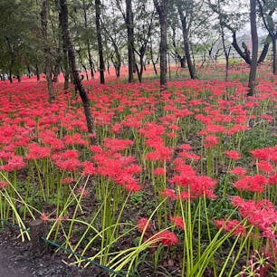 埼玉県🌷︎

巾着田曼珠沙華まつり