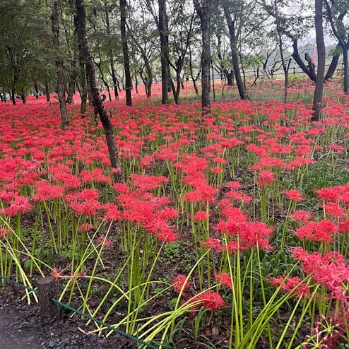 巾着田(巾着田曼珠沙華公園)