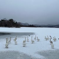 🦢
北海道　函館　　大沼公園