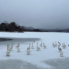 🦢
北海道　函館　　大沼公園