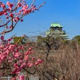 大阪市　大阪城公園

久しぶりに、大阪城公園を歩いてみました。この時期の楽しみは、梅林に咲く梅の花です。

本数は約1200本、品種も100以上の本格的な梅林が、大阪の中心部にあるのが素晴らしいですね。

全体的には咲き始めでしたが、早咲きのものは、よく咲いていました。公園内には、カフェなどもあって、ゆっくりできるのが良いですね。