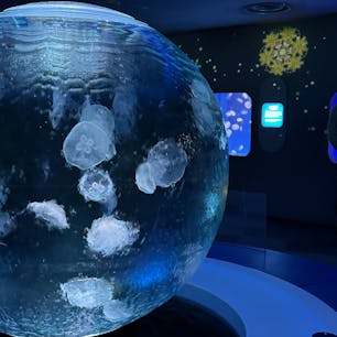 新江ノ島水族館🐠