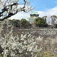 大阪城梅林

ウォーキングをしに大阪城公園へ。
もちろん梅林を見に行きました。
梅と大阪城、いろんな種類が見れて見事に綺麗です。
2024.2.4