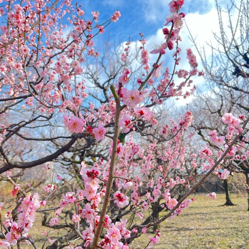 大阪城公園