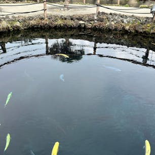 忍野八海🐠