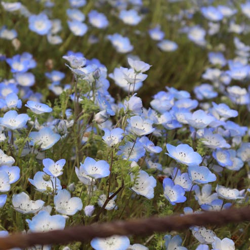 国営ひたち海浜公園