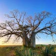 バオバブの木と言えばマダガスカルが有名ですが、違う種がケニア、モンバサ郊外のVipingoという村でも見られます。