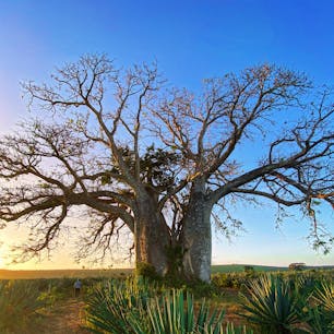 バオバブの木と言えばマダガスカルが有名ですが、違う種がケニア、モンバサ郊外のVipingoという村でも見られます。