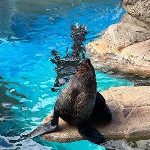 京都水族館

京都駅の近くにある大人気の水族館。
癒しを求めて...笑、朝から並んで入場。
こじんまりしてますが、
水族館好きなのでいろいろ見れてよかったです♪
2024.2.11