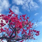 梅小路公園

京都駅近くの公園。
ここの梅は綺麗に咲いてました。
朝は天気も良くいい景色ですね♪
2024.2.11