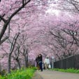 静岡県河津町に河津桜を見に行ってきました。

屋台もあり、たくさんの人で賑わっていました😊
これから花の季節ですね！
季節があるのはほんとに素敵です😊