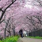 静岡県河津町に河津桜を見に行ってきました。
屋台もあり、たくさんの人で賑わっていました😊
これから花の季節ですね!
季節があるのはほんとに素敵です😊
