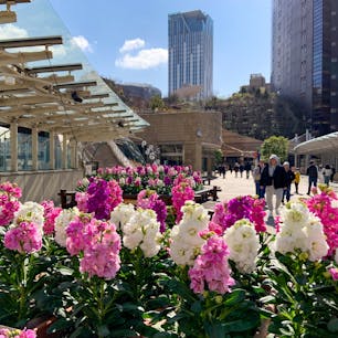 大阪市の「なんばパークス」を散策。都市公園と商業施設が一体となっており、南海なんば駅に直結しているので、いつも多くの人が訪れています。

階段状の屋上庭園やエントランスには、植物が植えられており、2月でもいくつかの花が楽しめました。

これからの季節、飲み物などをテイクアウトして、庭園で楽しむのも良さそうです。